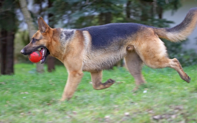 Boy, they keep me busy here
Keywords: Sasha German Shepherd