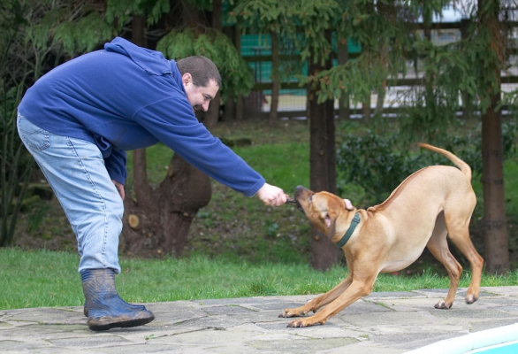I think you'll find that's mine!
Keywords: Sephi Rhodesian Ridgeback Zbigniew