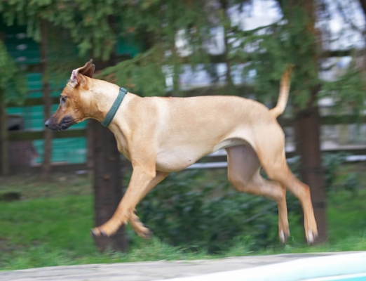 I won, I won
Keywords: Sephi Rhodesian Ridgeback
