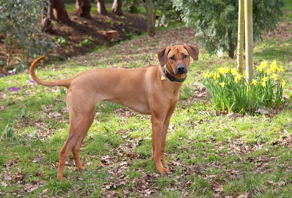 OK, what we gonna play now?
Keywords: Sephi Rhodesian Ridgeback