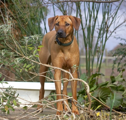 I'm hiding
Λέξεις-κλειδιά: Sephi Rhodesian Ridgeback