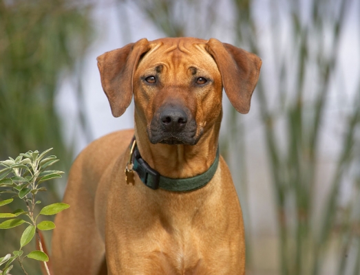Yeah, whaddya want?
Keywords: Sephi Rhodesian Ridgeback