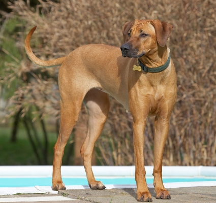 I hope they don't expect me to go swimming
Palabras Clave: Sephi Rhodesian Ridgeback