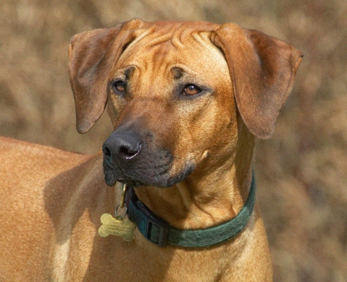I'm just thinking
Ключові слова: Sephi Rhodesian Ridgeback