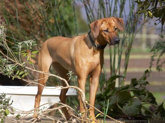 Oooh, what you got there?
Keywords: Sephi Rhodesian Ridgeback