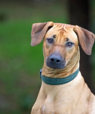 Don't I look cute
الكلمات الإستدلالية(لتسهيل البحث): Sephi Rhodesian Ridgeback