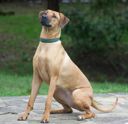 This IS sitting!
Ключові слова: Sephi Rhodesian Ridgeback