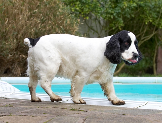 Nah, don't think I'll go swimming today
Keywords: Charlie Cocker Spaniel