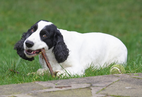 Who wants a ball when you can chew on a grubby stick!
Keywords: Charlie Cocker Spaniel