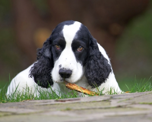 I learned this look from Princess Di
Anahtar kelimeler: Charlie Cocker Spaniel