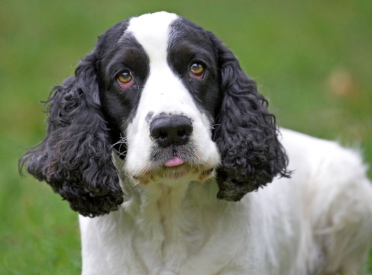 Who you calling funny face.....
Ключові слова: Charlie Cocker Spaniel