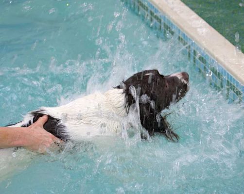 Chester
This is Chester's first time in the pool.  He is a very energetic swimmer.  He played a bit with the floating dog toys, but mostly he just wanted to get to the side of the pool -- and out.
Keywords: Chester springer spaniel swimming dog Ritz Canine dog hotel canine hydrotherapy