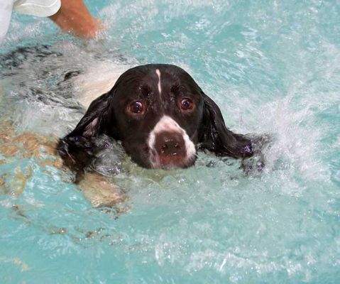 Chester Swimming for the Exit
Chester, the Springer Spaniel, swimming towards the exit ramp from the pool.
Keywords: Chester springer spaniel swimming dog Ritz Canine dog hotel canine hydrotherapy