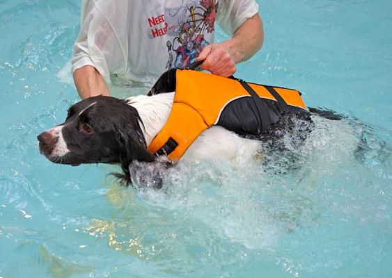 Chester in the Doggie Life Jacket
We tried the doggie life jacket on Chester to see if that would relax him.  It did, but only a little bit.
Keywords: Chester springer spaniel swimming dog Ritz Canine dog hotel canine hydrotherapy dog life jacket