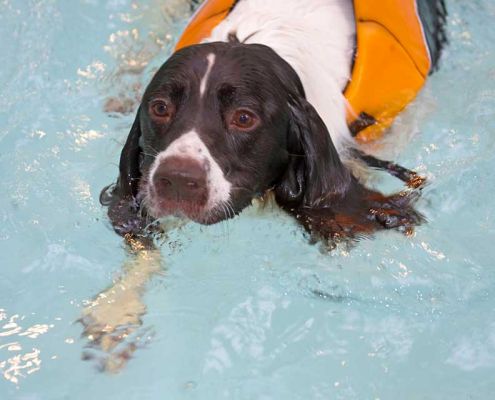 Chester Doing The Dog Paddle
Keywords: Chester springer spaniel swimming dog Ritz Canine dog hotel canine hydrotherapy