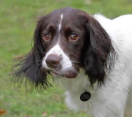 Chester
Chester is a Springer Spaniel.  Playing catch in the garden.
Ključne besede: Chester Springer Spaniel garden catch Lucies Farm dog hotel dog resort dog boarding
