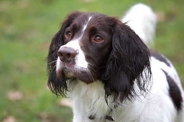 Chester
Waiting for us to throw the ball.
Keywords: Chester Springer Spaniel garden catch Lucies Farm dog hotel dog resort dog boarding