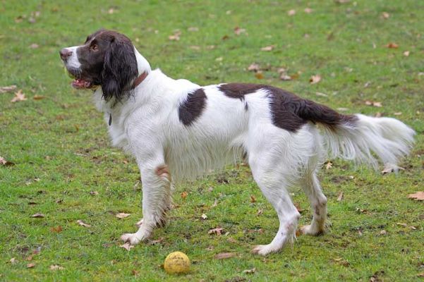 Chester
Palabras clave: Chester Springer Spaniel garden catch Lucies Farm dog hotel dog resort dog boarding
