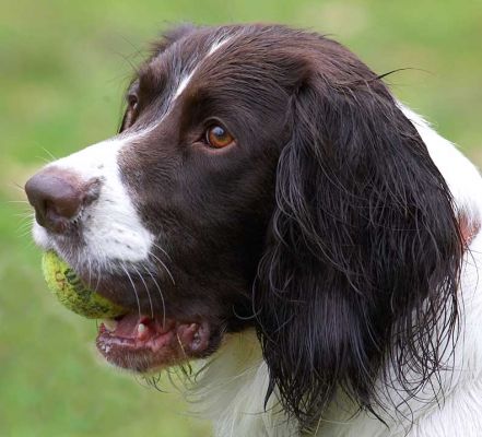 Chester Holding A Ball
Ключові слова: Chester Springer Spaniel garden catch Lucies Farm dog hotel dog resort dog boarding ball