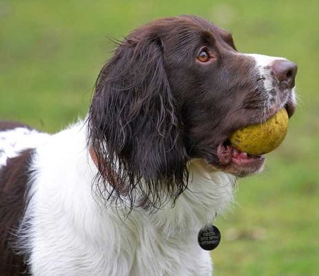 Chester
Keywords: Chester Springer Spaniel garden catch Lucies Farm dog hotel dog resort dog boarding