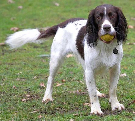 Chester
Ключови думи: Chester Springer Spaniel garden catch Lucies Farm dog hotel dog resort dog boarding