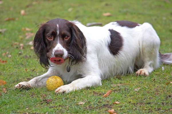 Chester
Guarding the yellow ball.
Ключові слова: Chester Springer Spaniel garden catch Lucies Farm dog hotel dog resort dog boarding yellow ball