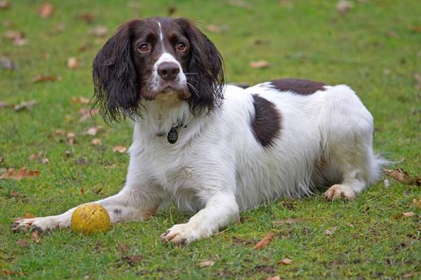 Chester
Anahtar kelimeler: Chester Springer Spaniel garden catch Lucies Farm dog hotel dog resort dog boarding
