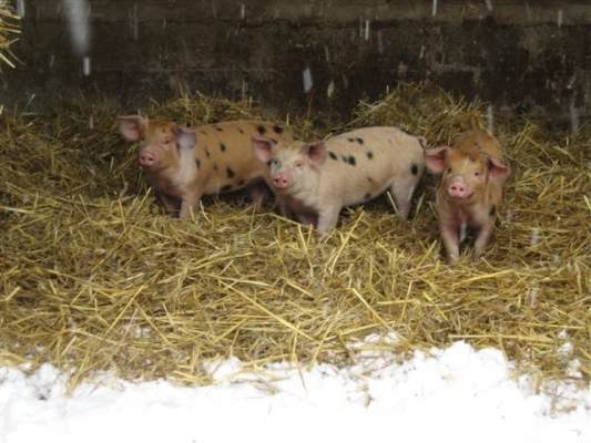 Tamworth - Gloucester Old Spot Piglets
We were sent some nice photos of the piglets at their new home in the Cotswolds.  That's snow in the foreground.
Keywords: Tamworth Gloucester Old Spot pigs GOS pigs pork piglets