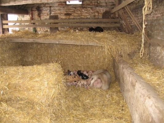 The Pigs' New Home
Here are the pigs in their warm new home in the Cotswolds.
Keywords: Tamworth Gloucester Old Spot GOS pigs Cotswolds