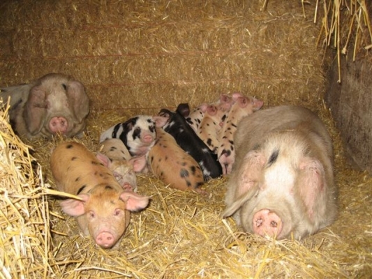 Gloucester Old Spot Pigs
The two Gloucester Old Spot sows, and their piglets, in their new, warm home in the Cotswolds.
Anahtar kelimeler: Tamworth Gloucester Old Spot pig GOS pig Cotswolds barn straw warm