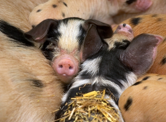Tamworth - Gloucester Old Spot Piglets
A tight squeeze for the piglets --- but they enjoy it.
Keywords: Tamworth Gloucester Old Spot pig piglets GOS pork