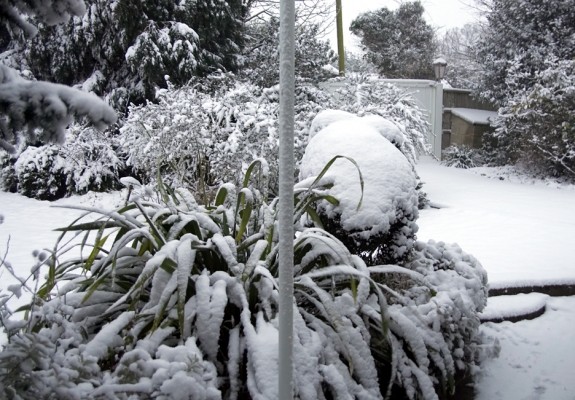 Winter at Whitecroft
The view from the front lounge looking towards the gate.  The topiary dog has a thick coat of snow.
Anahtar kelimeler: topiary dog Whitecroft garden snow winter