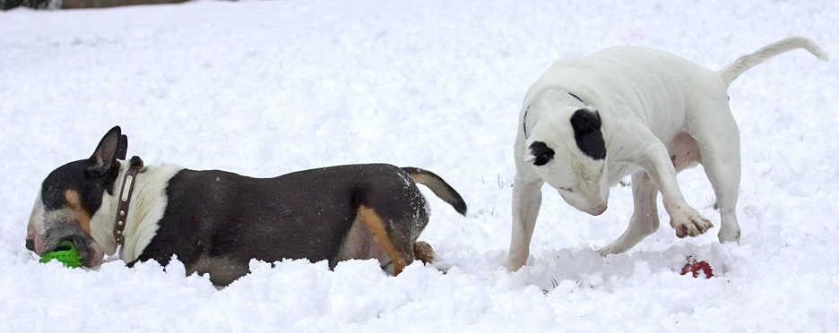 C'mon ball, move
Avainsanat: Kiko Tapa English Bull Terrier snow