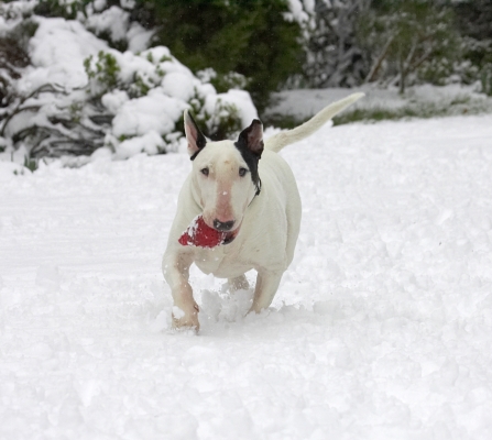 A little bit of snow isn't gonna stop me
Anahtar kelimeler: Kiko English Bull Terrier winter snow