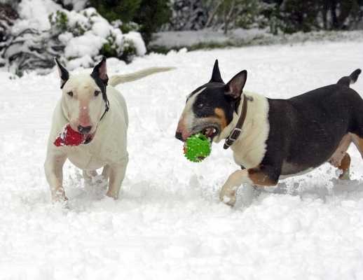 Isn't this fun
Palabras clave: Tapa Kiko English Bull Terrier winter snow