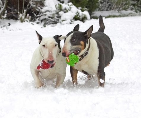 Love is.......
Λέξεις-κλειδιά: Kiko Tapa English Bull Terrier winter snow