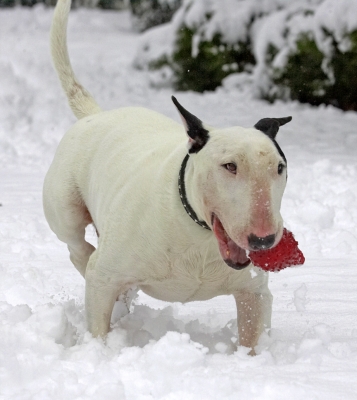 ..........running with a ball in the snow
Palabras clave: Kiko English Bull Terrier winter snow