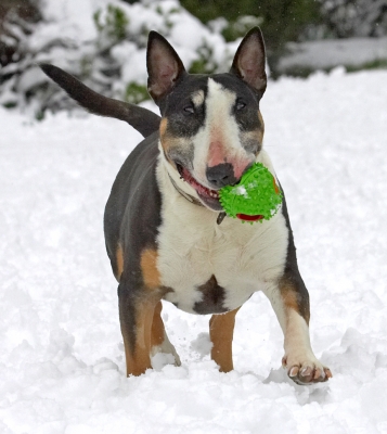 I'm having such fun
Keywords: Tapa English Bull Terrier winter snow