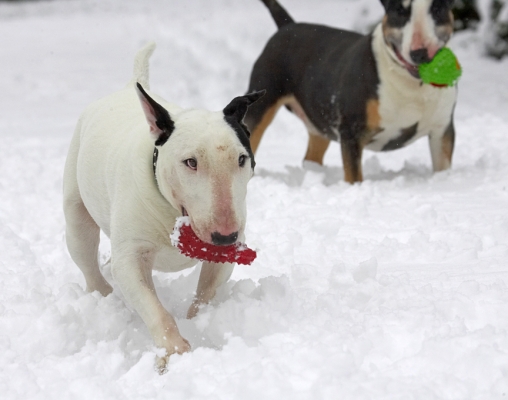 Bet Tapa can't see me in this snow
الكلمات الإستدلالية(لتسهيل البحث): Tapa Kiko English Bull Terrier snow