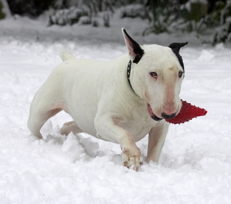 Good, I've given Tapa the slip
Keywords: Kiko English Bull Terrier snow