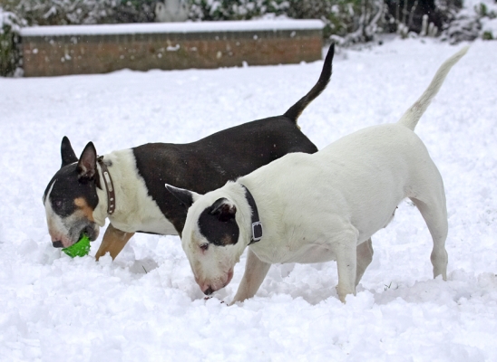 I know my ball is in here somewhere
Anahtar kelimeler: Kiko Tapa English Bull Terrier snow