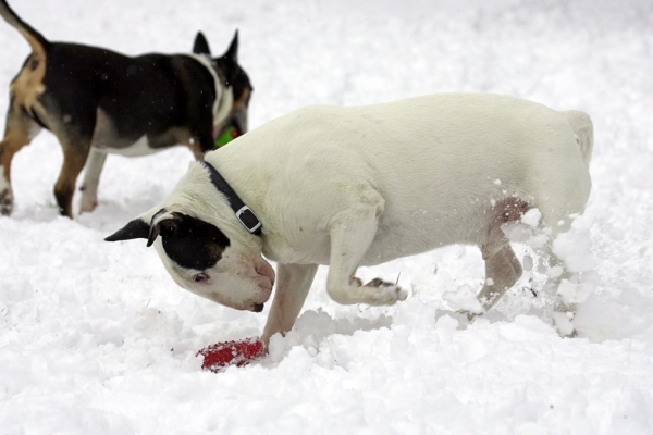 Boy, this ball is a slow player
Keywords: Tapa Kiko English Bull Terrier snow