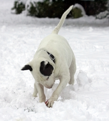 I know the ball's in here somewhere
Anahtar kelimeler: Kiko  English Bull Terrier winter snow