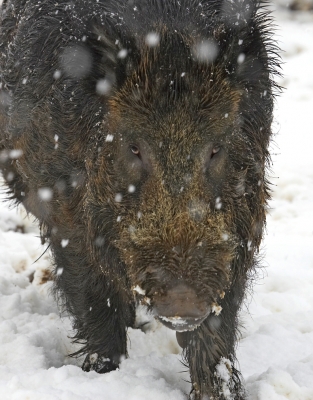 Wild Boar in the Snow
This photograph looks, to me, like it was taken in the forests of Poland.  But it was sunny Worcestershire, in the snow.
Λέξεις-κλειδιά: wild boar snow snowfall Worcestershire