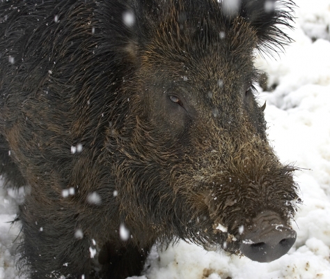 Wild Boar in the Snow
Ключевые слова: wild boar snow nose nostril tusk