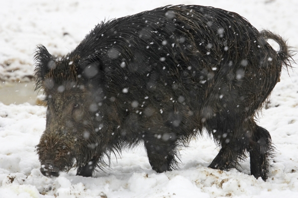 Wild Boar in the Snow
Anahtar kelimeler: Wild boar snow