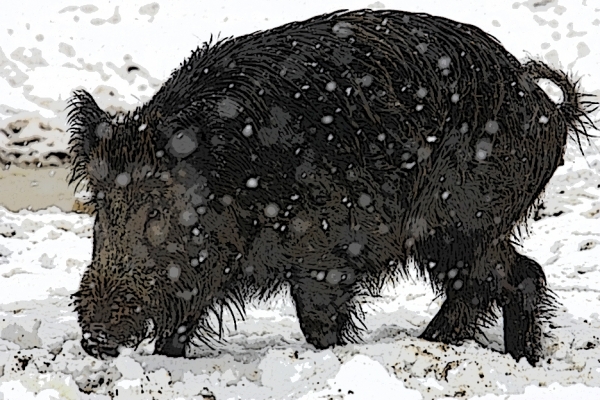 Wild Boar in the Snow
Palabras clave: wild boar snow