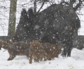 ZWildBoar-Feb9-07-0024.jpg
