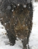 ZWildBoar-Feb9-07-0034.jpg