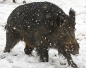 ZWildBoar-Feb9-07-0035.jpg